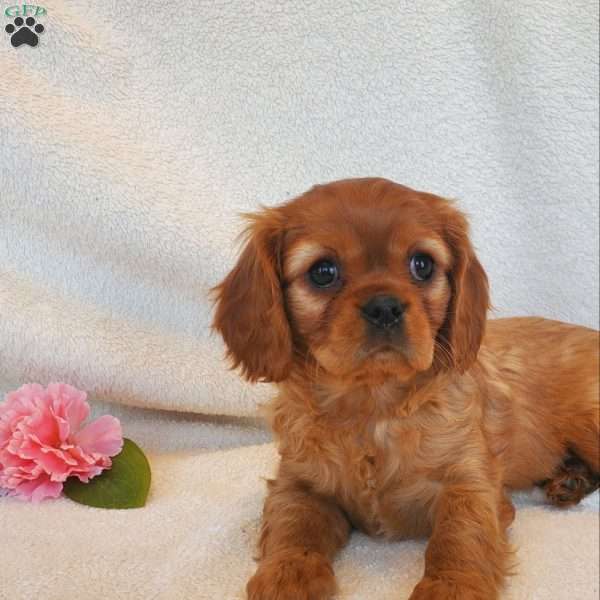 Miss Cutie Pie, Cavalier King Charles Spaniel Puppy